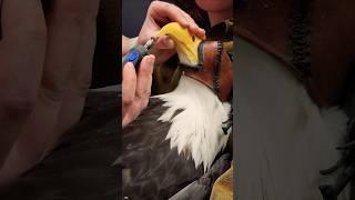 Coping Sitka (Bald Eagle) #animalcare #wildlifeconservation #didyouknow