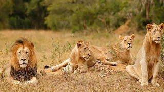 áfrica salvaje EL REY DE LA MANADA  Documental DE LEONES  HAMBRIENTOS