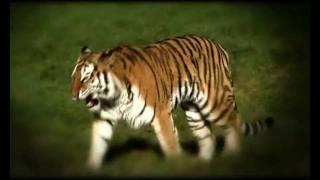 PROMO_website.flv. edwin kentie