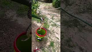 Young boy finds large Rattlesnake in California back yard ️