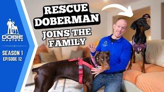 Rescue Doberman "Rue" Changes Everything for Cleo | Dobie Masters - S1E12