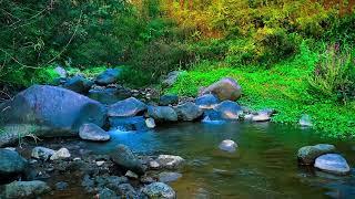 Relaxing River Sound forest river, for Sleep, stress reliever, for Yoga, for study, meditation