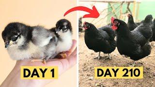 Black Australorp Chickens chick growth Day by Day | Black Australorp CHICKS Growth | Hen Growth