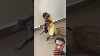 Monyet dan dua bayi # #monkey #babymonkey #animals #cute #hewan #lucu #shorts #hiburan #shortvideo