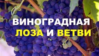 ВИНОГРАДНАЯ ЛОЗА И ВЕТВИ - Вячеслав Бойнецкий