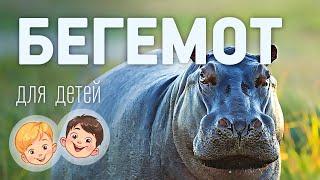 Бегемот. Видео про животных для детей 3+