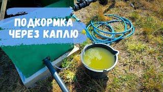 Запуск капельного полива. Подкормка через капельный полив