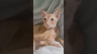 my ocil #viral #shotrs_video #catlover #cat #shotrs