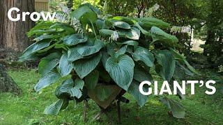 How to grow GIANT hostas fast and easy