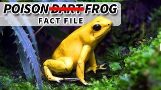 Poison (Dart) Frog Facts: a DEADLY diet | Poison Frog Facts