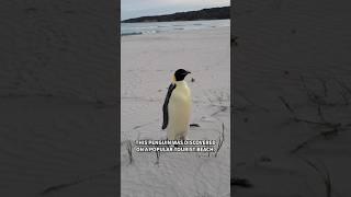 Emperor penguin travels 2,000 miles from home