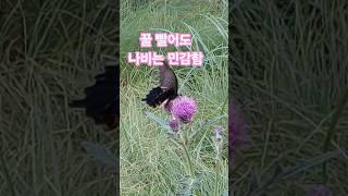 꿀 빨어도 나비는 민감함  #나비 #꽃나무