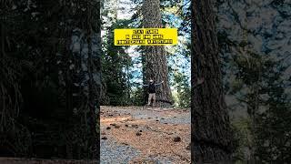 Willow Creek California