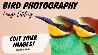 Bird Photography IMAGE EDITING - Edit Your Images! - Here's Why - Jan Wegener