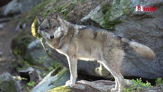 Loups en Normandie, appels à la vigilance