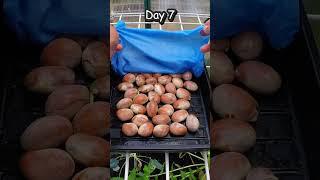 How To Grow A Jackfruit Tree From Seed In A Pot #gardening #fruit