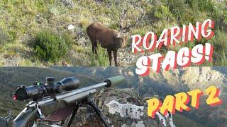 ROARING STAG HUNT NZ - PART 2 - CAN WE PULL OFF THE 600+ METER SHOT?