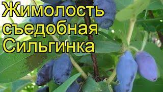 Жимолость съедобная Сильгинка (Silginka). Краткий обзор, описание характеристик, где купить саженцы