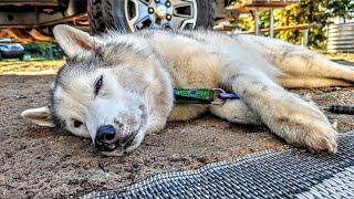 How Did My Husky Get THIS Dirty?