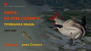 Fishing Planet - Охота на реке Сэлэнгэ: Приманка Мышь (миссия)