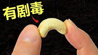 10种致命的食物 Top 10 Foods That Can Kill You