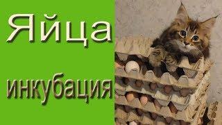 Про яйца, правильную инкубацию, здоровье молодняка кур