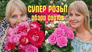 ЭТИ РОЗЫ ЦВЕТУТ ВСЁ ЛЕТО И ОСЕНЬ! Обзор САДА и РОЗ в КОНЦЕ СЕНТЯБРЯ