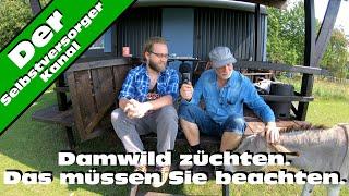 Damwild züchten? Das müssen Sie wissen.