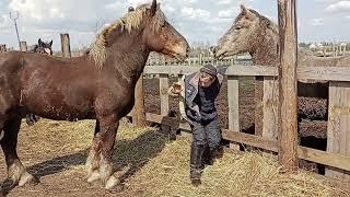 привезали кобыле хвост