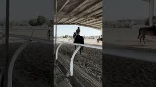 heavy love #throughbred   #foryou #horse #ottb #offthetrack #shorts #17hands #edit #equestrianedit