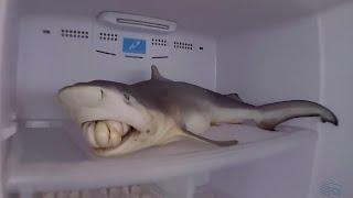 SHARK filleting by Oblomoff / Samura Sakai