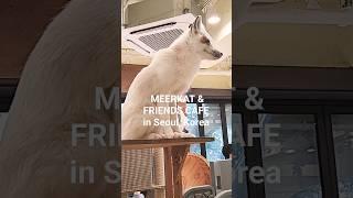 Visit a meerkat & animal cafe in seoul, korea #koreatravel #seoul #hongdae #animalcafe #meerkat #서울