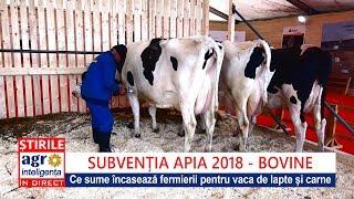 Subvențiile APIA pentru vacile de lapte și de carne