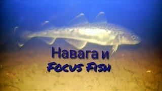 Focus Fish, Унская губа. 9 декабря 2021 г.