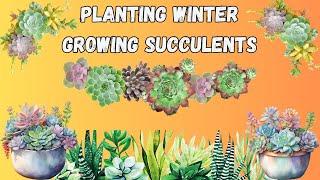 Planting Winter Growing Succulents (Conophytums, Lithops, Dinteranthus and more!)