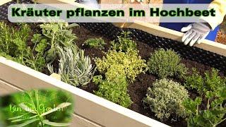 Kräuter pflanzen im Hochbeet