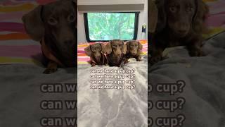 That’s what we hear! #minidachshund #dachshundpuppy #dachshund #puppy #cutepuppy #cutedog #funnydog