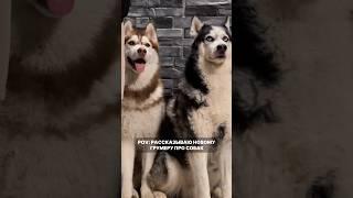 Рассказываю новому грумеру про собак #хаски #dog #груминг #грумингсобак #huskyfun