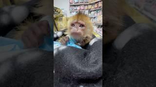 СПАСЕННЫЙ КАПУЦИН ФИНИК НА ОПЕРАЦИИ У ДОКТОРА ВАСИЛИЯ
