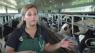 How are veal calves raised?