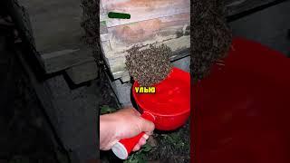 Как легко поймать пчел? #полезно #рекомендации #шортс