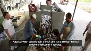 Fish harvest and post harvest treatment