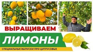 ВЫРАЩИВАНИЕ ЛИМОНА В ТЕПЛИЦЕ! #лимоны #бизнесналимонах #цитрусы