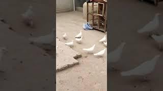 Asif Ali vlogs#movie #amazing