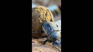 "My Turd!"-- Dung Beetle | RidgeLife #Shorts