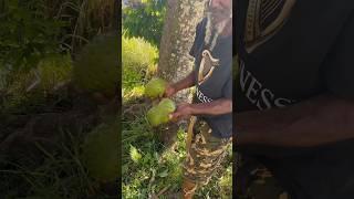 How to avoid a Rotten Soursop/ Soursop Juice #shorts