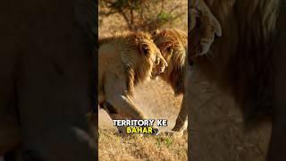 Jungle Ke Do Badshah  | Real Fight Ya Bhai-Chara?" #venomfacts #wildlife #wildlifeshorts #animals