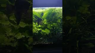 трехметровый аквариум #gladiаквариум #natureaquarium