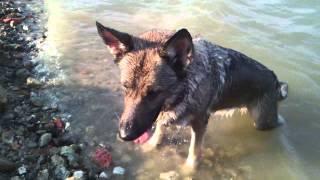 Kya-Raa the German shepherd the best dog ever 12