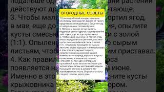 Огородные советы #дача #огород #полезныесоветы #советы